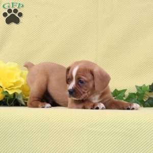 Billy, Boston Terrier Mix Puppy